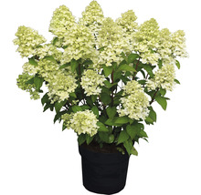 Hortensia Hydrangea paniculata 'Magical Candle' ® potmaat Ø 23 cm H 50-60 cm