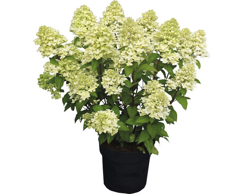 Hortensia Hydrangea paniculata 'Magical Candle' ® potmaat Ø 23 cm H 50-60 cm Pluimhortensia in pot