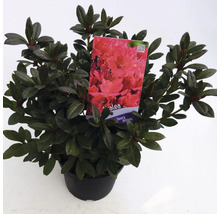 Azalea in een pot met plantenlabel