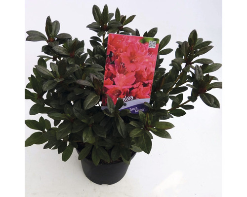 FLORASELF® Rhododendron 'George Arends' Ø19 cm rood