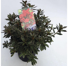 Azalea in pot met bladeren en bloemen
