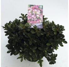 Azalea plant in pot met etiket