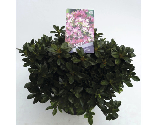 FLORASELF® Rhododendron 'Izum No Mai' Ø19 cm roze