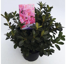 Azalea plant in pot met label