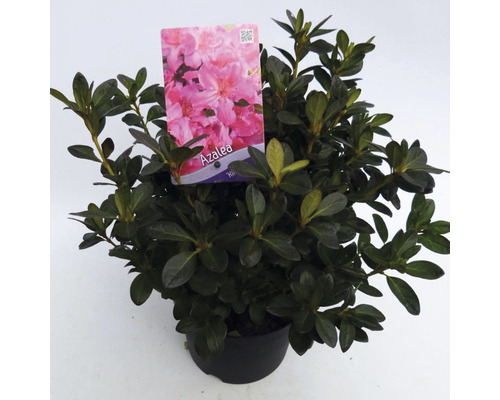 FLORASELF® Rhododendron 'Kirsten' Ø19 cm donkerroze