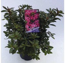 Azalea plant in pot