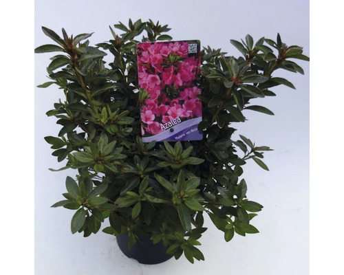 FLORASELF® Rhododendron 'Madame van Hecke' Ø19 cm wit