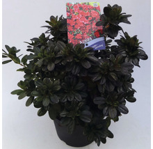 Azaleaplant in pot met rode bloei