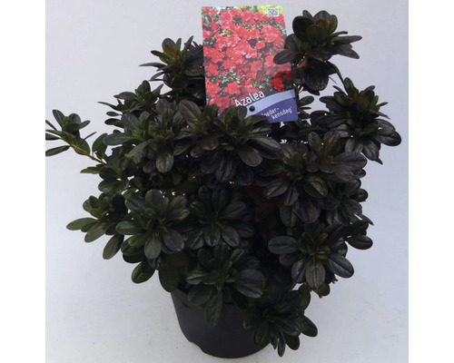 FLORASELF® Rhododendron 'Moederkensdag' Ø19 cm rood