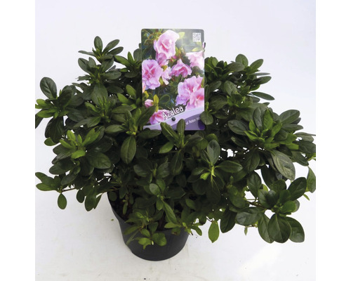 FLORASELF® Rhododendron 'Nancy of Robin Hill' Ø19 cm roze