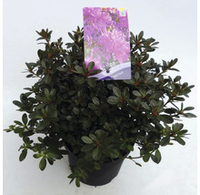 Azalea in pot met etiket