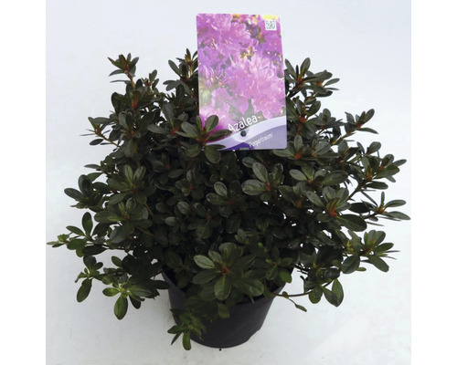 FLORASELF® Rhododendron 'Purpurtraum' Ø19 cm paars roze