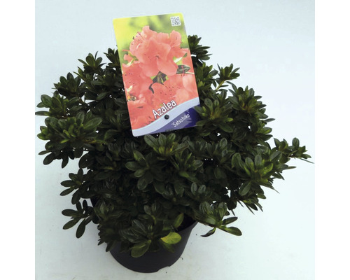 FLORASELF® Rhododendron 'Satschiko' Ø19 cm oranje