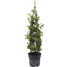 Klimroos in pot met klimhulp