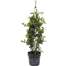 Klimroos in pot met klimhulp