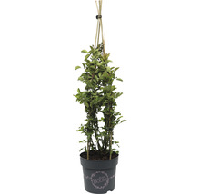 Bloemrijk kornoelje in pot met klimhulp