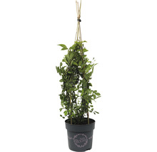 Klimplant met klimhulp in pot