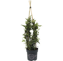 Klimplant in pot met klimhulp