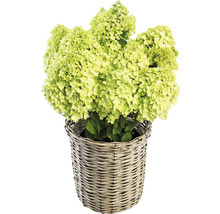FLORASELF Pluimhortensia Hydrangea paniculata 'Pandora' potmaat Ø 22.0 cm H 40-50 cm