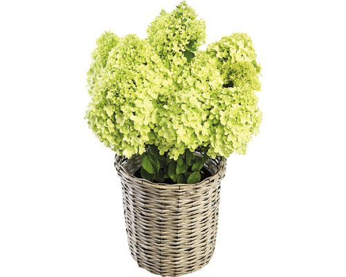 Pluimhortensia in mand