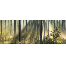 Lichter bos met bomen en vegetatie