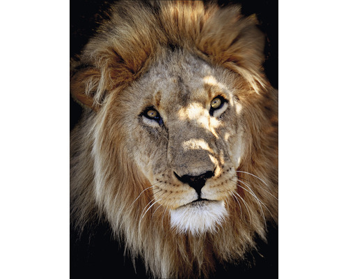 PURE LIVING Schilderij glas Lion Portrait 60x80 cm