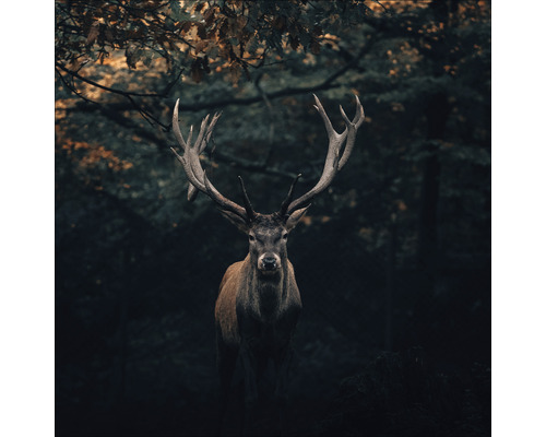 PURE LIVING Schilderij glas Deer In The Dark 30x30 cm