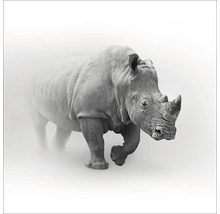 Een breedlipneushoorn in de mist