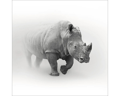 PURE LIVING Schilderij glas Grey Rhino 20x20 cm