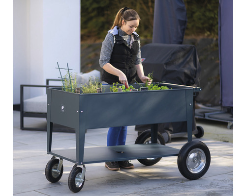 Vrouw oogst kruiden in een verhoogde kruidentuin op wielen.
