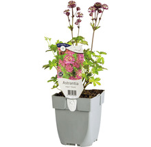 Grote sterrenscherm ''Claret'' in pot