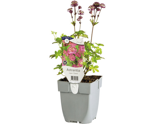 Grote sterrenscherm ''Claret'' in pot