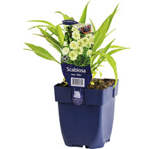 Scabiosa ''Alba'' in pot