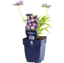 Scabiosa in pot