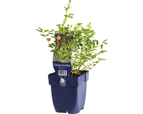 Sanguisorba plant in pot