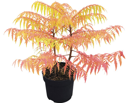 Sierstruik in pot
