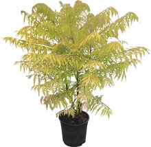 Goudazijnboom in pot