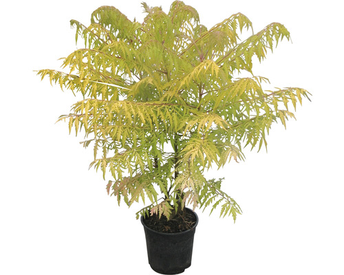 Goudazijnboom in pot