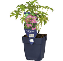 Geranium endressii in een plantenbak