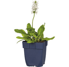 Salie plant in een pot