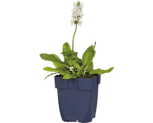 Salie plant in een pot