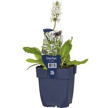 Stachys off. Alba plant in pot