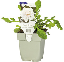FLORASELF Duifkruid Scabiosa columbaria 'Flutter Pure White' Ø 11 cm