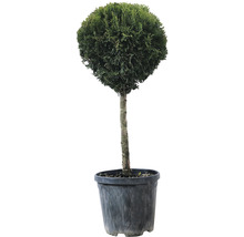 Bolvormige thuja in pot