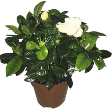 Gardenia in een pot met bloemen en groene bladeren