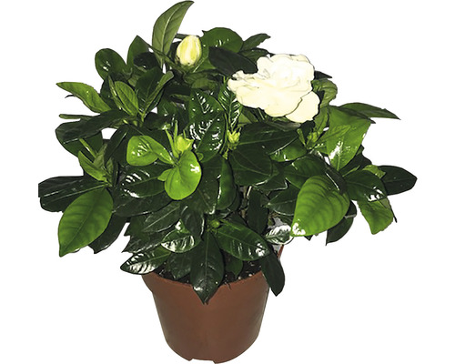 FLORASELF Kaapse Jasmijn Gardenia jasminoides potmaat Ø 13 cm H 30-40 cm