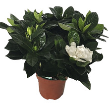 Gardenia in pot met groene bladeren en een enkele bloem