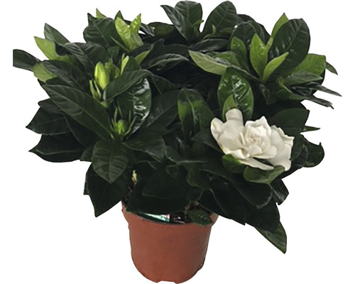 Gardenia in pot met groene bladeren en een enkele bloem