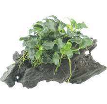 Aquariumplant op wortelhout
