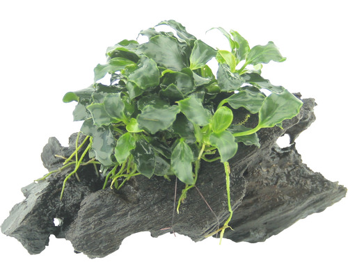 DENNERLE Waterplant Speerblad Kirin - Anubias Nana Kirin op Nanawood